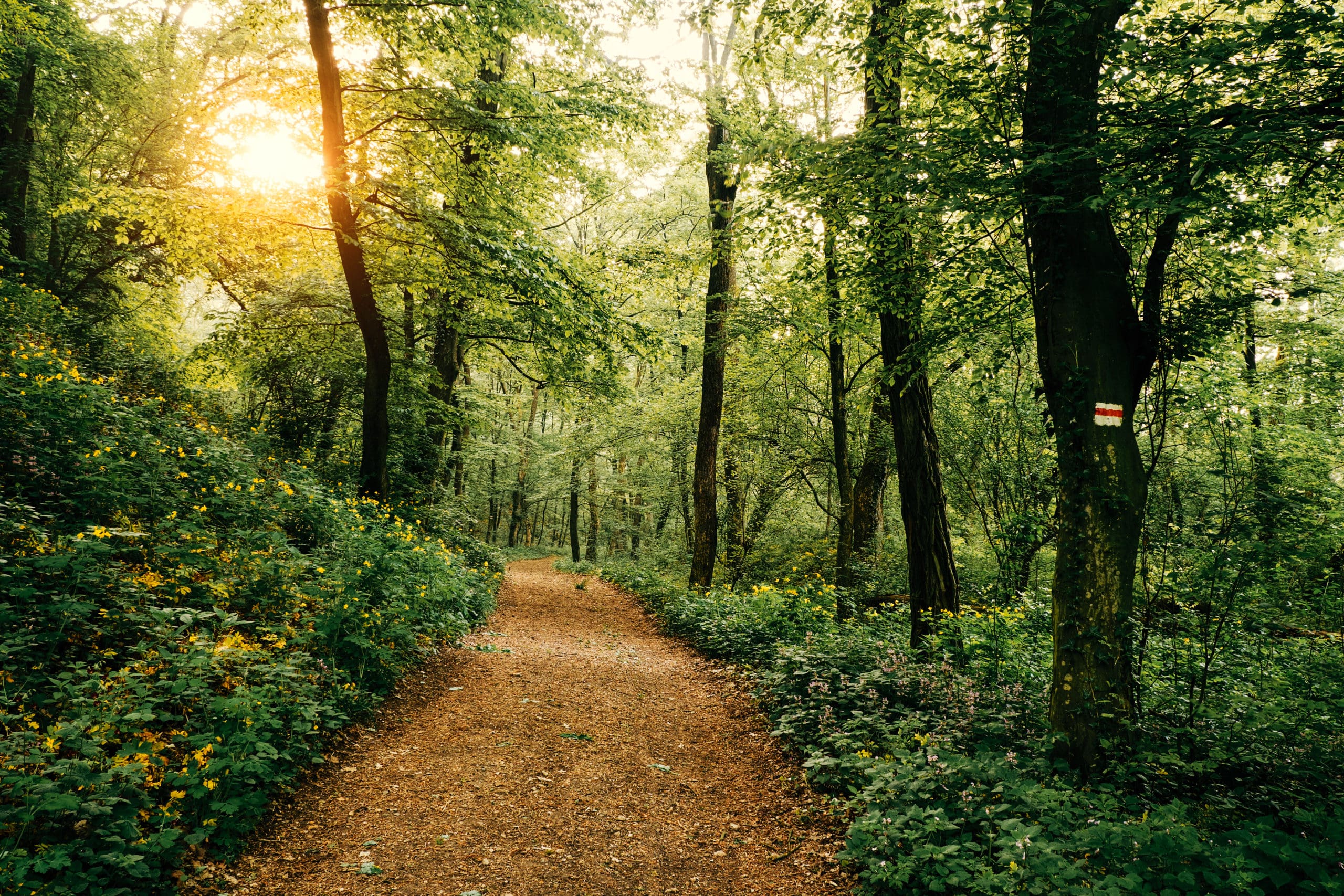 A wooded path with sunlight filtering through the trees